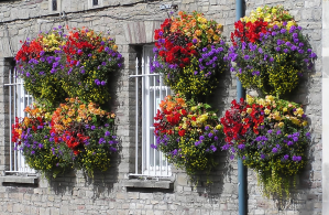 Use the trackway to grow hanging baskets like these!